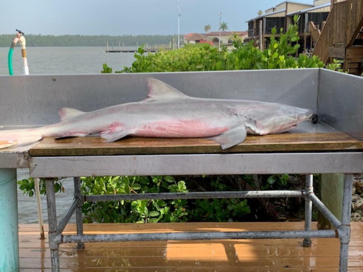 River Wilderness Waterfront Cabins Everglades City Exteriör bild